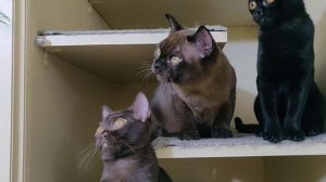 #БУРМАПЛЮШ / Бурма / Кот / Соболиный / Burmese