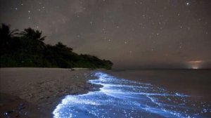 Хава Ибрагимова-Дуьне хьизар ду🔥