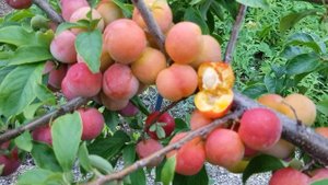 Слива Алтайская Юбилейная