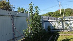 Разговоры о ежевике. Ежевика Бронко Деликадо, Чёрная магия, ежемалина Ред Даймонд, Сан Андреас.