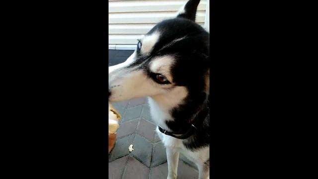 Что надо делать если жарко для хаски ))) смотреть онлайн