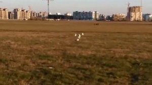 Курсинг для собак. Курсинговая машинка. Lure coursing.