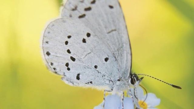 В музее Ханты-Мансийска покажут эффект бабочки смотреть онлайн
