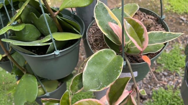 A Beginner’s Guide to Houseplant Shopping: Top 10 Plants For You to Purchase смотреть онлайн