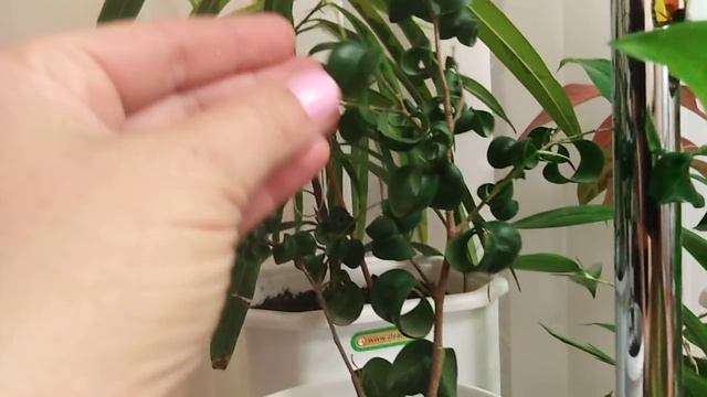 Комнатные цветы . Обзор цветочного стеллажа .