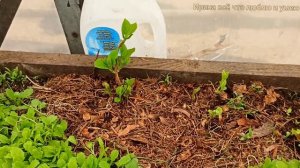 Результат  ЧЕРЕНКОВАНИЯ   ГОРТЕНЗИЙ в апреле 2022г.Отвечаю на ваши вопросы. 🤔