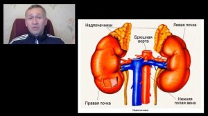 Почки, всё что вам нужно знать. Как понять, что болят почки