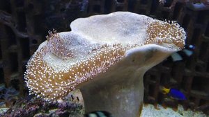 саркофитон линяет Sarcophyton sp01 Leather coral or Softcoral