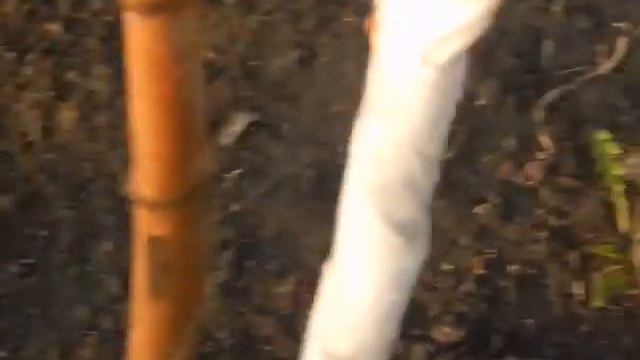 рассвет на даче смотреть онлайн