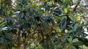 ЛОКВАТ. МУШМУЛА ЯПОНСКАЯ. Что это? LOQUAT.