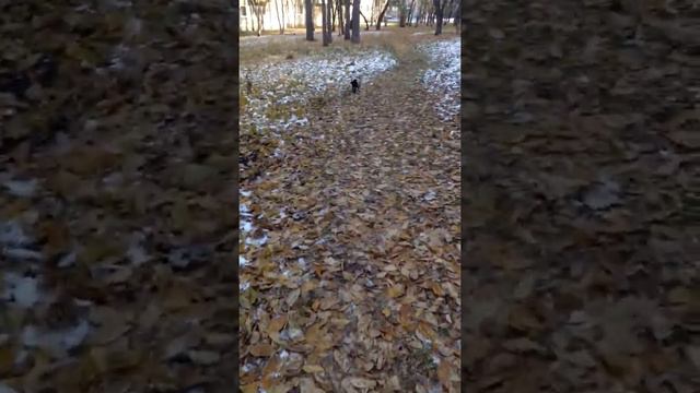 Первый снег! Очаровательный Бостон Терьер на прогулке....... смотреть онлайн