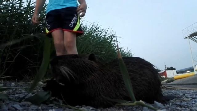 Дикая ручная нутрия на черноморском побережье))