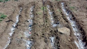 Как я выращиваю гладиолусы