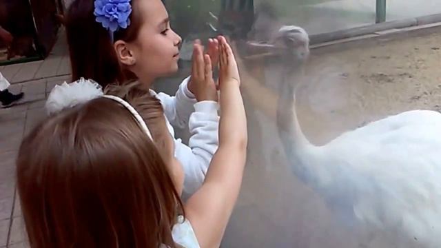 ОБЩАЕМСЯ С КЛАССНЫМ СТРАУСОМ В ЭКОПАРКЕ ФЕЛЬДМАНА В ХАРЬКОВЕ, САМЫЙ ЛУЧШИЙ ЗООПАРК В УКРАИНЕ смотреть онлайн