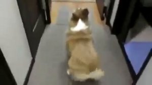 Собака танцует TWER (Dog dancing TWERK) УГАР)))