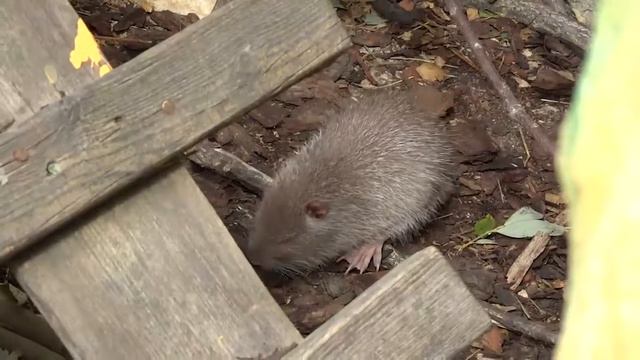нутрия смотреть онлайн