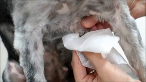 Акне молочной железы собаки. Чистка.