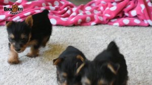 Yorkshire Terrier Puppies