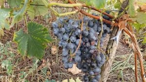 Виноград Киевский Фиолетовый 18 Brx и 24 Brx сахара/ сравнение двух кустов!