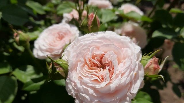 ИЗЯЩНАЯ английская роза Джеймс Гэлвей / Austin rose James Galway / ROZI ...