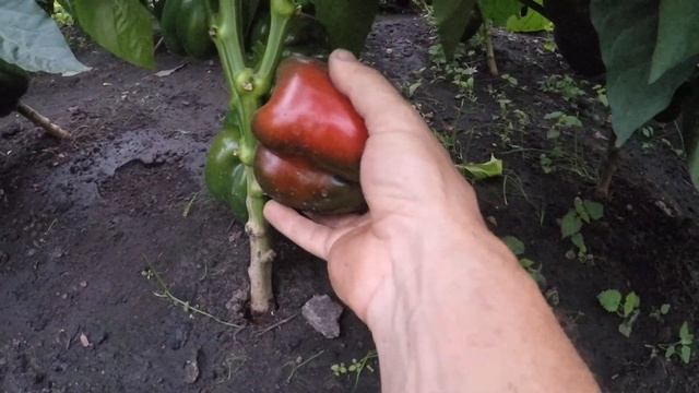 Что растет в моей теплице. смотреть онлайн