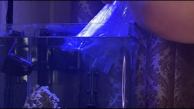 Запуск мини-рифа на 60 литров. Часть 2. Заселение. смотреть онлайн