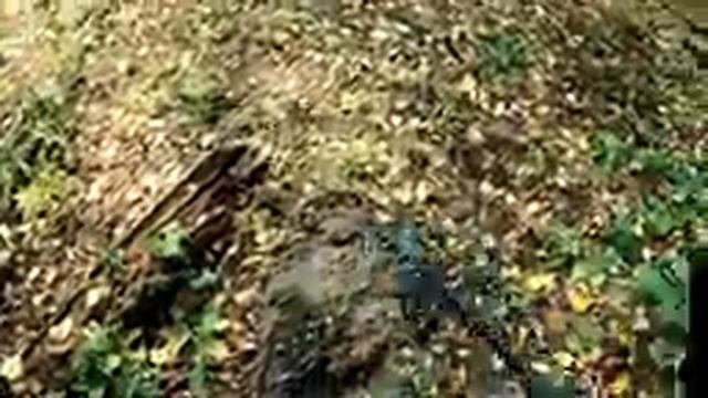 КОГДА НАШЕЛ ИХ ТАК МНОГО В ЛЕСУ,КОП АЖ СНИЛСЯ И ШУРФ НЕ НУЖЕН, МЕТАЛЛОИСКАТЕЛЬ СПРАВИЛСЯ!