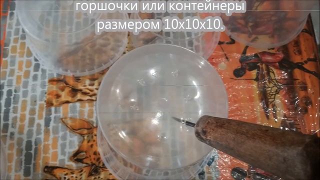 Выращивание тыквы из семян.