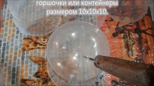 Выращивание тыквы из семян.