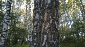 Природа Сибири. Сибирский папоротник. Красота Сибирского леса.