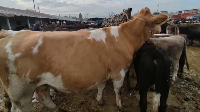 УЙ БАЗАР ПРИГОРОДНЫЙ МАЛ БАЗАРЫ 21/10/23 смотреть онлайн