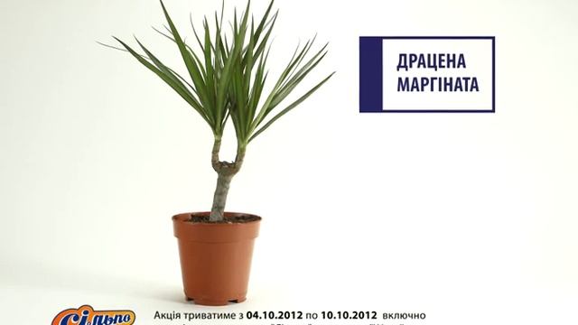 Сильпо ТВ Драцена Маргината смотреть онлайн