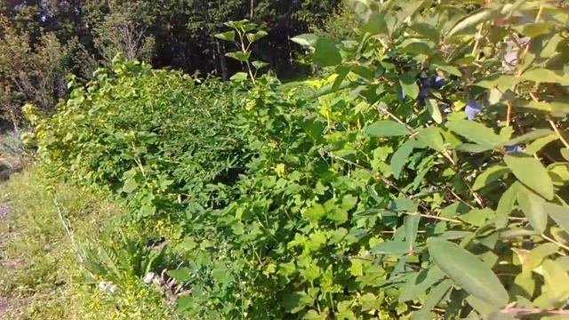 Как вырастить большой урожай жимолости смотреть онлайн