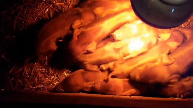 Опорос свиноматки дюрчихи смотреть онлайн