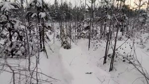 Вездеход на бел-79