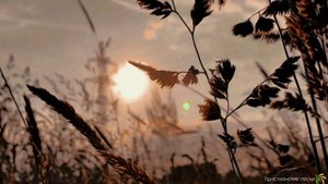 Тихий вечер опустился над землёю