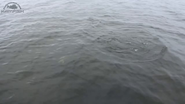 НОВИНКИ 2017! Воблеры SPRUT для ловли голавля, окуня и щуки. Kamfish смотреть онлайн