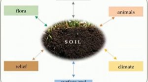 OVERVIEW OF MICROORGANISMS IN THE SOIL - Bacteria,  fungi,  actinomycetes, viruses in soil