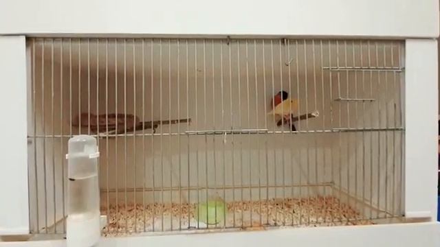 СНЕГИРЬ Х КАНАРЕЙКА Пробное спаривание. смотреть онлайн