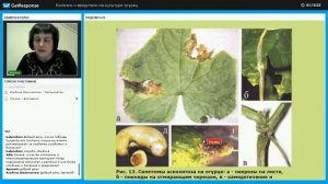 Борьба с аскохитозом на огурце