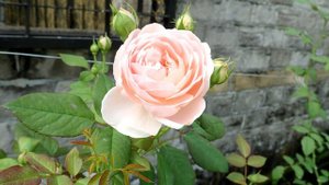 安部姬 Ambridge Rose ®