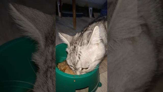 Котёнок вискас кушает вискас ? Kitten eats.