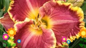 Лилейник гибридный Дарья. Краткий обзор, описание характеристик hemerocallis Daria