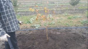 Посадка дерева фундука осенью + некоторые нюансы!!!