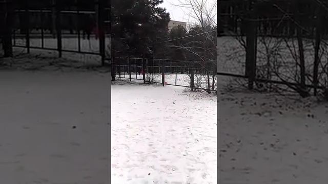 Fox Terrier fun with the balls. Фокстерьер и шарики .Злюка.Злобный пес.