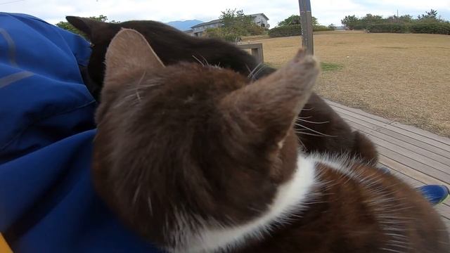 広場で野良猫3匹発見!近づいてナデナデしたら膝の上に乗ってきた