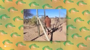 Случаи, Когда Животные Спасают Других Животных