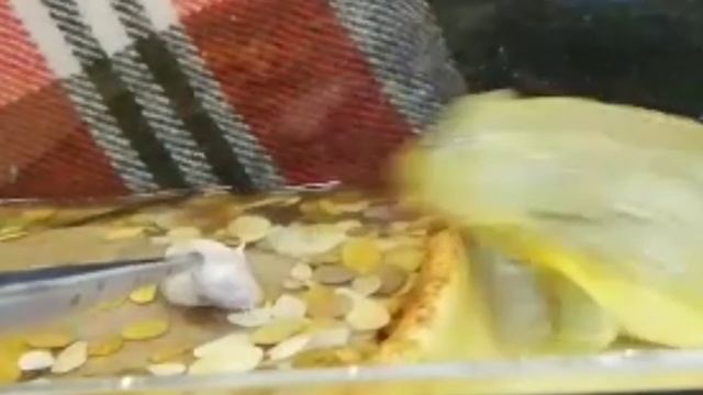 Кормление лягушки водоноса мышами. ПРОМАХ, ПРОМАХ, ПРОМАХ!!! смотреть онлайн