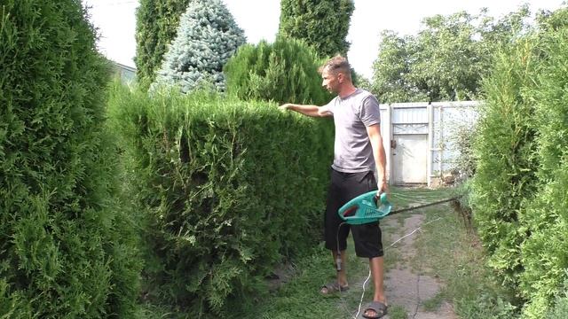 Как сделать невысокую живую изгородь из Туи восточной. Обрезка изгороди.Питомник "Хвойный дворик" смотреть онлайн