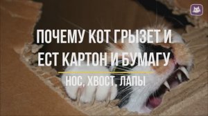 Почему кот грызёт и ест картон и бумагу?